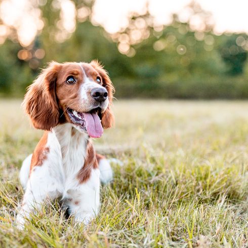 Imádnivaló welsh springer spániel kutyafajta este.