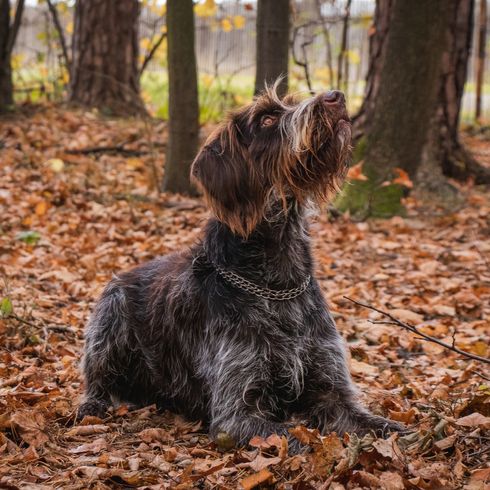 Barna-fehér színű, durva bundájú bohemian pointer szuka, amint az erdőben az őszi leveleken fekszik, és gazdáját nézi, aki a parancsra vár, hogy elhagyja a helyét. Engedelmes Cesky fousek. Állat-ember kapcsolat.