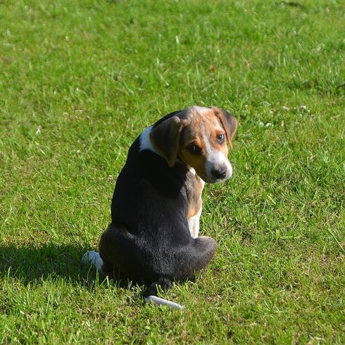 Angol Foxhound kölyökkutya ül egy réten, kis tricolor kutya, kutya hasonló beagle, tricolor kutya, kutya lógó fülekkel, vadászkutya fajta