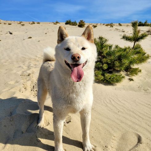 Belo a sivatagban Egy Shiba Inu Szlovákiában.