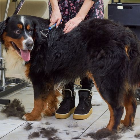 Berni hegyi kutya kopaszra nyírva Kutya, Emlős, Gerinces, Kutya fajta, Canidae, húsevő, Sportoló csoport, Társas kutya, Ritka fajta (kutya), Szőrzet, Berni hegyi kutya kap a szőrzetet nyírja egy nő, Kutya szőr fekszik a padlón, Kutya ápolóval