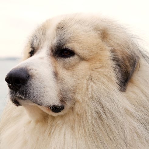 nagy fehér kutya a Pireneusokból, más néven Patou, és egy hegyi kutya a juhok terelésére, pásztorkutya Franciaországból.