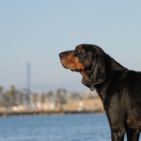 Fekete-barna mosómedve kutya teste Black and Tan Coonhound, vadászkutya, vadászkutya, fekete-barna kutyafajta Amerikából, amerikai kutya hosszú lógó fülekkel, Bracke-hez hasonló kutya, nagy kutyafajta, mosómedve vadászkutya.