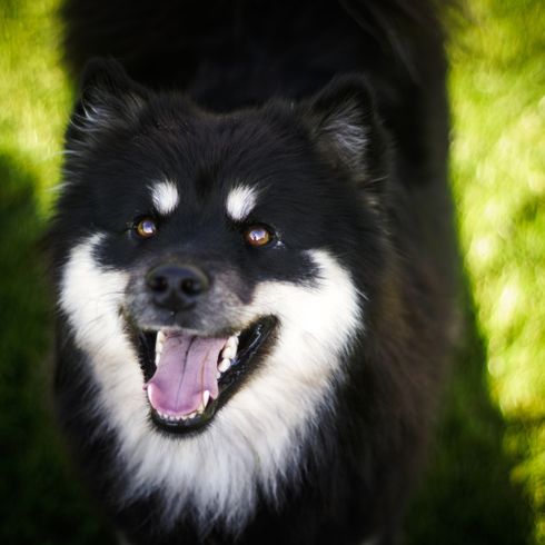 fekete-fehér lapphund Finnországból, a Huskyhoz hasonló hosszú szőrű kutya