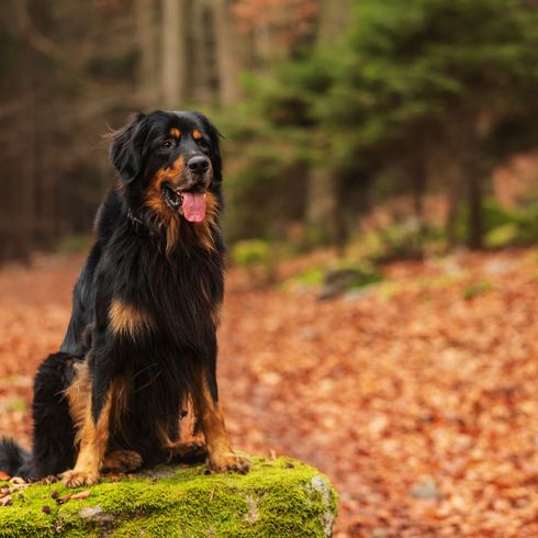 Kutya, emlős, gerinces, kutyafajta, Canidae, ragadozó, sportos csoport, fekete-barna Hovawart, fa, Gordon Setterhez hasonló fajta,