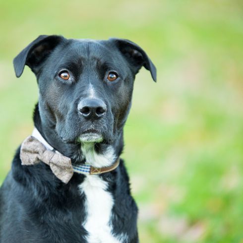 Boxador kutya fekete fehér, közepes kutya, dizájner kutya, fekete kutya masni nyakkendővel a nyakában