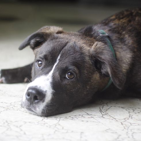 Boxador a padlón alszik Boxador egy dizájner kutya keveréke labrador és boxer kutya és nagyon családbarát, Jó kezdő kutyafajta, keverék, barna fekete nagy kutya keverék, hibrid kutya, keverék kutya.