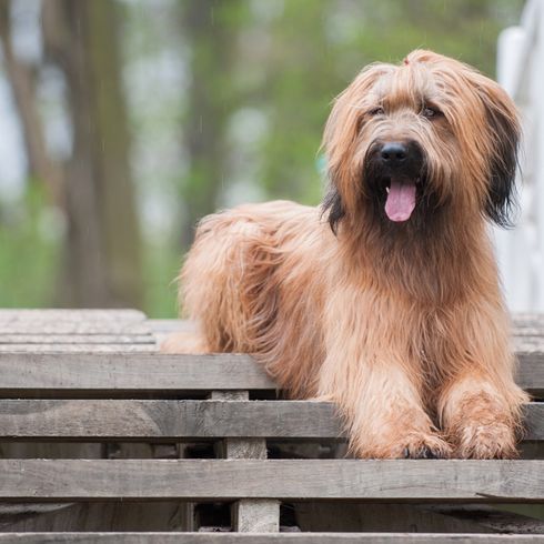 Briard világosbarna világosbarna briard hullámos hosszú szőrrel, hosszú szőrű kutya, juhász pulihoz hasonló kutya, pulihoz hasonló kutya, pulihoz hasonló kutya