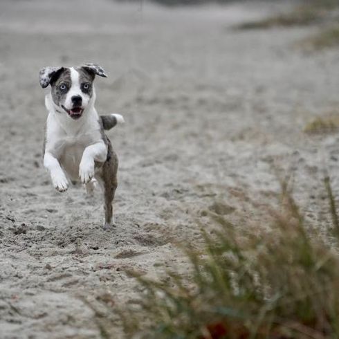 Kék francia bika Aussie a Top Dog Németországtól 2023