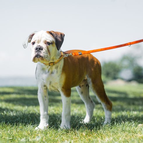 fiatal kontinentális bulldog kutya narancssárga pórázon áll egy réten, közepes méretű kutyafajta, francia bulldoghoz hasonló kutya