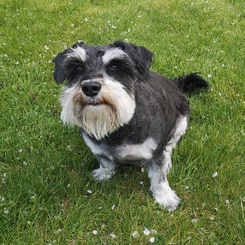 Hund,Fleischfresser,Pflanze,Hunderasse,Begleithund,Gras,Spielzeughund,Terrier,Schnauze,Kleiner Terrier,