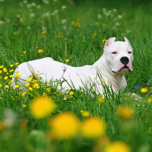 Kutya, emlős, gerinces, Canidae, kutyafajta, Dogo Argentino levágott fülekkel virágos réten fekszik, húsevő, fű, amerikai staffordshire terrierhez hasonló fajta, cordobai harci kutya,