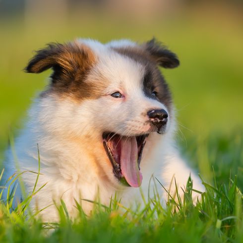 Elo kiskutya fekszik a réten és ásít, kis barna fehér kutya hosszú orral és billenő fülekkel.