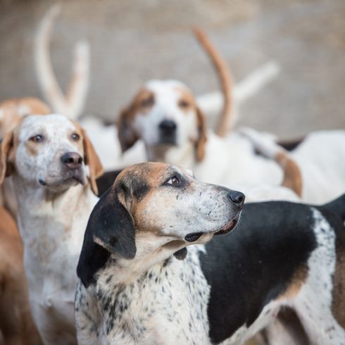 Angol Foxhound falkája, kutya Nagy-Britanniából, kutya Angliából, vadászkutya, beagle-hez hasonló kutya