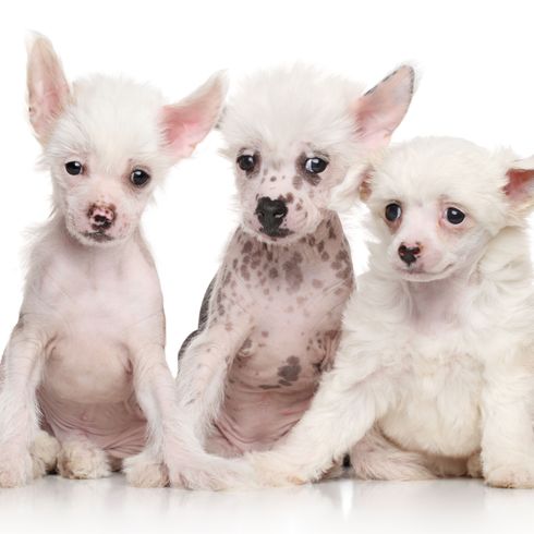 emlős, gerinces, kutya, kutyafélék, kutyafajta, kölyök, bőr, fej, társas kutya, fehér kínai címeres kutya kölyökkutyák