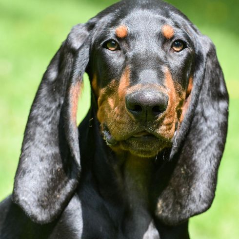 Fekete Tan Connhound Close Up Black and Tan Coonhound, vadászkutya, vadászkutya, fekete-barna kutyafajta Amerikából, amerikai kutya hosszú lógó fülekkel, Bracke-hez hasonló kutya, nagy kutyafajta, mosómedve vadászkutya.