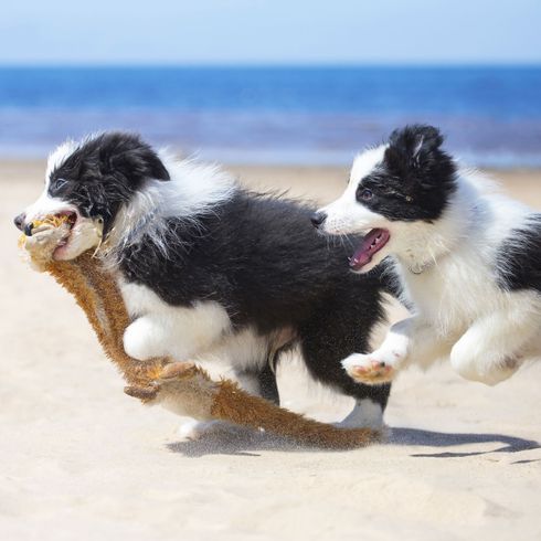 Kutya, emlős, gerinces, Canidae, fekete-fehér kölyök border collie, kutyafajta, húsevő, angol juhászhoz hasonló kutya, ausztrál juhászhoz hasonló fajta, terelőkutya,