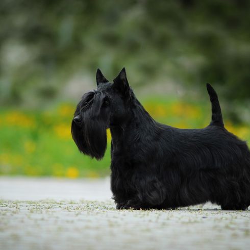 Skót terrier fekete, kis kutya fekete bundával, kutya hosszú bundával, fekete kutyafajta, szúrós fülű kutya, bajuszos kutya, városi kutya, kutyafajta kezdőknek