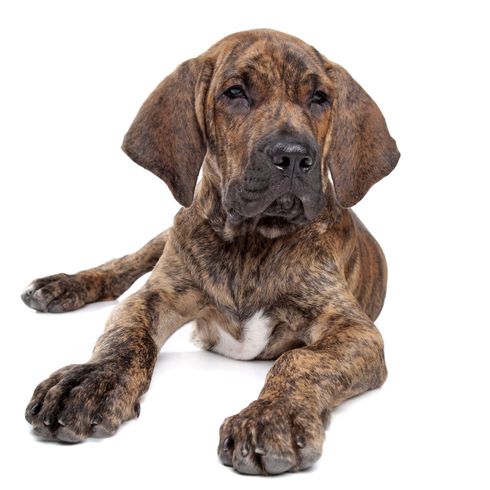 Kutya, Emlős, Gerinces, Kutyafajta, Canidae, Rágcsáló, A dán doghoz hasonló fajta, Kölyökkutya, Brindle Fila brasileiro kölyökkutya, Sportos csoport, Cirmos kutyafajta lógó fülű kutyafajta.