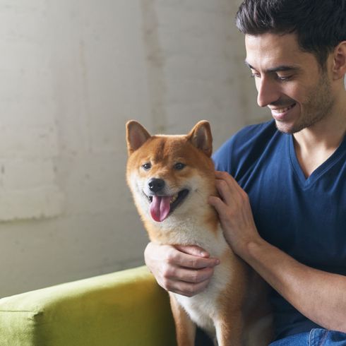 Kutya, emlős, gerinces, Canidae, Shiba inu, húsevő, Akita inu-hoz hasonló kutya, kutyafajta, Shiba ül a gazdájával a zöld kanapén, kis kutyafajta göndör farkkal és szúrós fülekkel és nagyon vastag szőrzettel, vörös kutyafajta, rókához hasonló kutya, makacs kutyafajta, Japán kutya