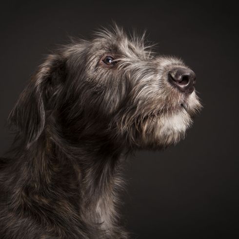 Irish Wolfhound Profil Kutya, kutyafajta, Emlős, Canidae, Ír farkaskutya, Skót szarvaskutyához hasonló fajta, Ormányos, húsevő, Bosnyák kopóhoz hasonló kutya, sportos csoport,