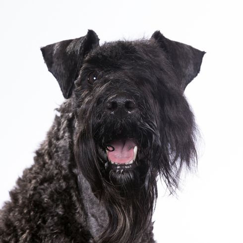 Kerry Blue Terrier, fekete kutya a réten, kutya rövid farokkal, kutya fürtökkel, kutya hasonlít schnauzer, kék kutyafajta, ír kutya, kutya Írországból, kutyafajta göndör farokkal és sok szőr az arcon