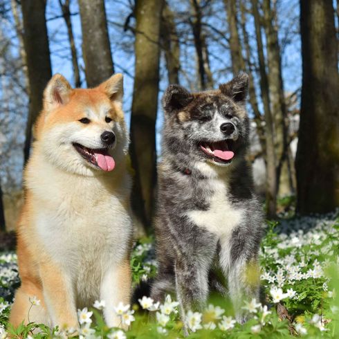 Két akita inu az erdőben Kutya, emlős, gerinces, Canidae, kutyafajta, ragadozó, Akita, Akita inu, két Akita inu kutya ül a réten egy erdőben
