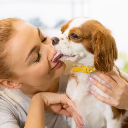 Kutya, emlős, Canidae, kutyafajta, társas kutya, kölyökkutya szerelem, king charles spániel, cavalier king charles spániel nyalogatja a gazdáját a fején, vörös spániel és vörös szőr a tulajdonos, húsevő, kölyökkutya,