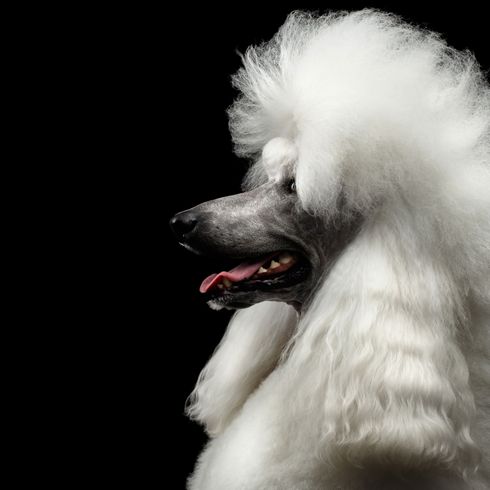 Király uszkár profil Kutya, Canidae, emlős, standard uszkár, kutyafajta, uszkár, óriás uszkár, király uszkár fehérben hajvágással, kutyakozmetikus uszkárnak, orr, társas kutya,