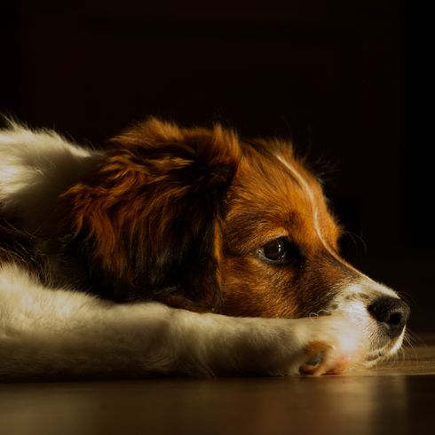 Kooiker Hondje fekszik a földön, kis barna fehér kutya 20 kg alatt, kutya sok szőrrel a fülén.