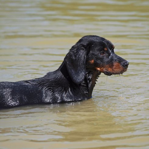 fekete barna kutya, Kopov Szlovéniából, Slovenský Kopov, középméretű kutyafajta Szlovéniából, a dobermannhoz hasonló kutya úszik a tóban