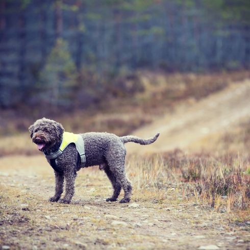 olasz kutyafajta fürtökkel, szürke Lagotto kutya láthatósági mellénnyel az erdőben