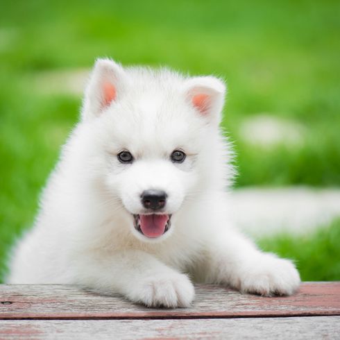 Kutya, emlős, gerinces, Canidae, kutyafajta, szamojéd, húsevő, japán spitzhez hasonló fajta, husky kölyökkutya fehér, Berger blanc suisse-hoz hasonló kutya, teljesen fehér husky kölyökkutya.