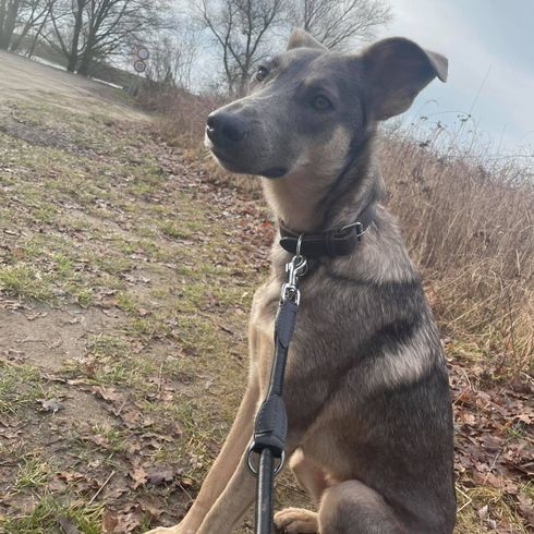 Hund, Himmel, Wolke, Fleischfresser, Halsband, Hunderasse, Pflanze, Baum, Arbeitstier, Rehkitz,