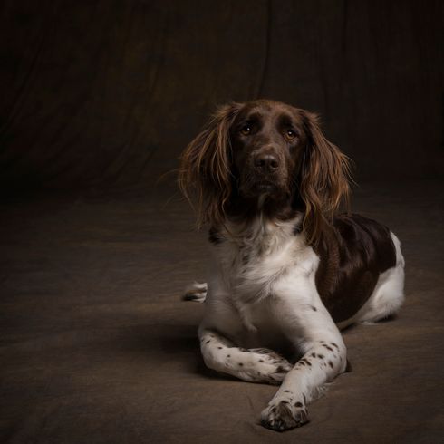 Münsterländer kutya fekszik egy barna háttér, kutya barna fehér hasonló színezés, mint a német hosszúszőrű vagy Springer spániel, kutya hasonló Kooiker