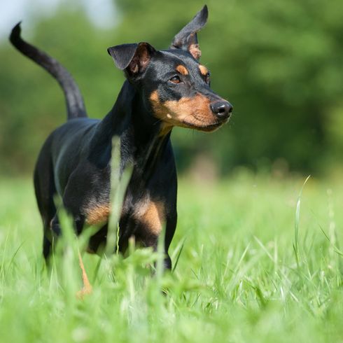 Német Pinscher, Úgy néz ki, mint egy mini dobermann, Fekete és barna kutya áll a réten, kutya szúrós fülekkel és billenő fülekkel, közepes méretű kutyafajta Németországból.