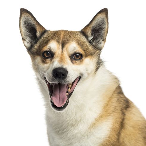 Norwegian Lundehund leírás Norvég Lundehund fajtaleírás, barna fehér kutya, szúrós fülű, barna, fehér kutya.