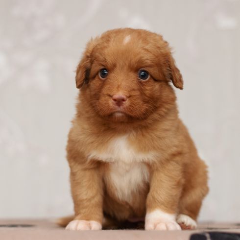 Nagyszerű kölyökkutya, kis barna-fehér kutya, közepes kutyafajta, holland retriever, vadászkutya, vadászkutya