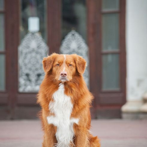 Új-Skócia Great Dog Sits vörös kutya fehér mellkassal és háromszög fülekkel ül és gonoszan néz a kamerába, közepes méretű, hosszú szőrű kutyafajta.