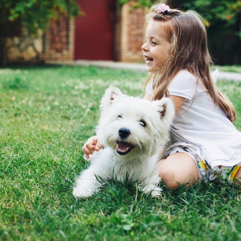 West Highland White Terrier gyermekével Lány és kis fehér kutya, Westhighland White Terrier Skóciából, skót kutyafajta, kis családi kutya álló fülekkel