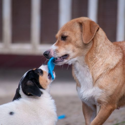 barna fehér kutya Ausztriából, osztrák pinscher, közepes méretű kutya térdig érő, családi kutya, pinscher fajta, kutya harcol egy másik kutyával egy játékért