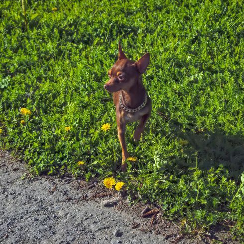 sötétbarna Prager Rattler kutya áll egy zöld réten, kutya, amely úgy néz ki, mint a Chihuahua