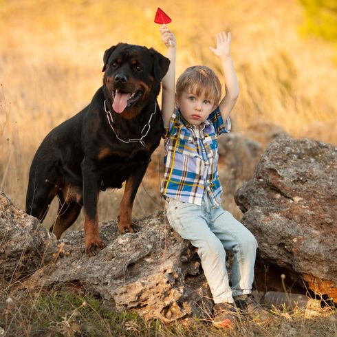 Kutya, Canidae, Kutya fajta, Rottweiler egy lánnyal a réten kint, ragadozó, munkakutya, házőrző, sportoló csoport, vadászkutya, Cane Corsóhoz hasonló fajta,