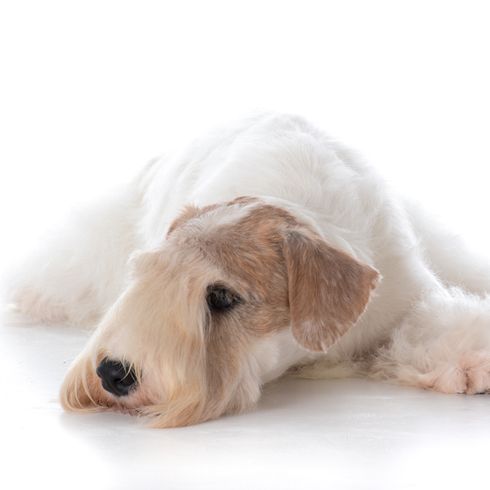 Sealyham terrier fekvő fehér háttérrel, fejjel a földön, kis kezdő kutya fehér, hullámos szőrrel, háromszög alakú fülekkel, kutya sok szőrrel a pofán, családi kutya, kutyafajta Walesből, kutyafajta Angliából, brit kutyafajta, brit kutyafajta.