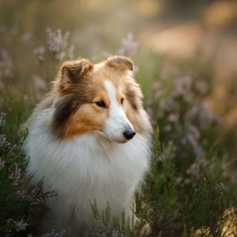 Kutya, emlős, gerinces, Canidae, Scotch Collie, Shetland Sheepdog, Schettlands Sheepdog, kutyafajta, húsevő, Rough Collie, Collie-hoz hasonló kutya, kis kutyafajta sok szőrrel, hosszú szőrrel és hegyes fülekkel.