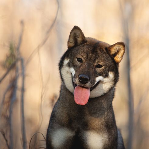 Shikoku kutya Shikoku kutya Japánból, japán kutyafajta barna fehér, Shiba Inu kutyához hasonló kutya, kutya Japánból, vadászkutya fajta álló fülekkel, aranyos kutyafajta hosszú nyelvvel, ázsiai kutya, közepes fajta, Kochi-Ken, Spitz