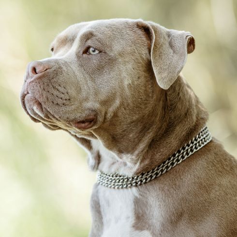 emlős, kutya, gerinces, kutyafajta, canidae, húsevő, amerikai bulldog, pit bull, szájkosár, ülő amerikai bully szürkés-zöld háttérrel szemben