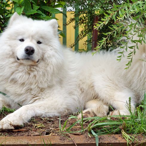 Kutya, emlős, gerinces, Canidae, kutyafajta, ragadozó, fehér szamojéd, Volpino italiano-hoz hasonló kutya, japán spitzhez hasonló fajta, társas kutya, fehér, hosszú szőrű kutya