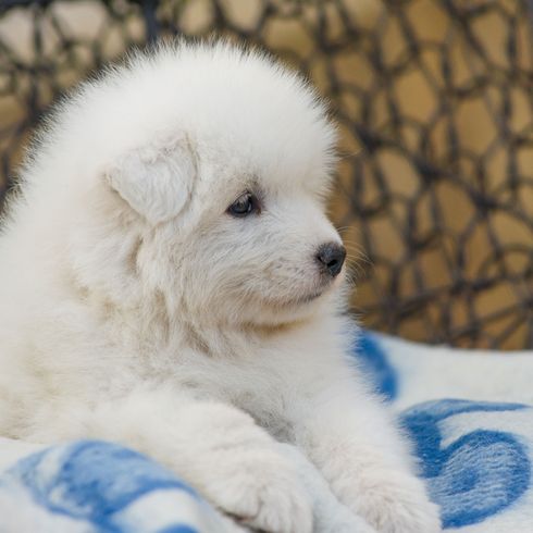 Kutya, emlős, gerinces, Canidae, kutyafajta, kölyökkutya, húsevő, orr, társas kutya, bolognaihoz hasonló kutya, fehér szamojéd kölyökkutya, kis fehér kutya hosszú szőrrel, amely úgy néz ki, mint egy kis medve.