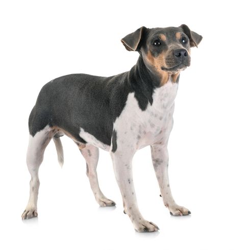 Terrier Brasileiro teljes testkép Terrier Brasileiro teljes testkép, tricolor kis kutya, közepes kutyafajta Brazíliából